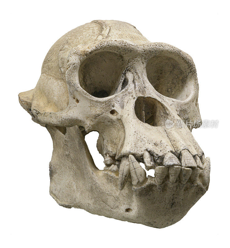 黑猩猩头骨(Pan troglodytes)